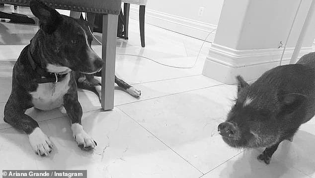 Las mascotas de Ariana Grande