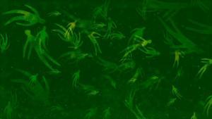 Bright Eyes "One and Done"